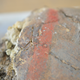 A close-up view of the cinnabar strip on the male individual’s skull.